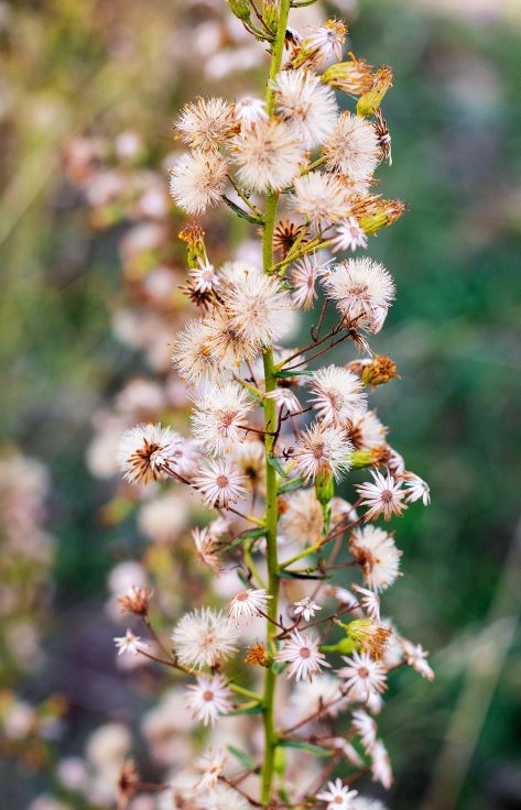 Reizende Gartenarbeit