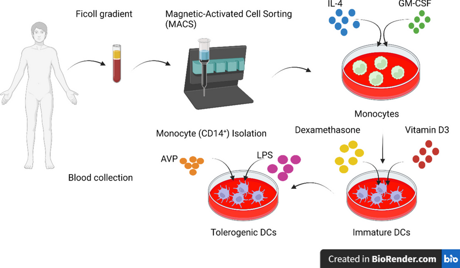 Arginine vasopressin (AVP) treatment increases the expression of inhibitory immune checkpoint molecules in monocyte-derived dendritic cells