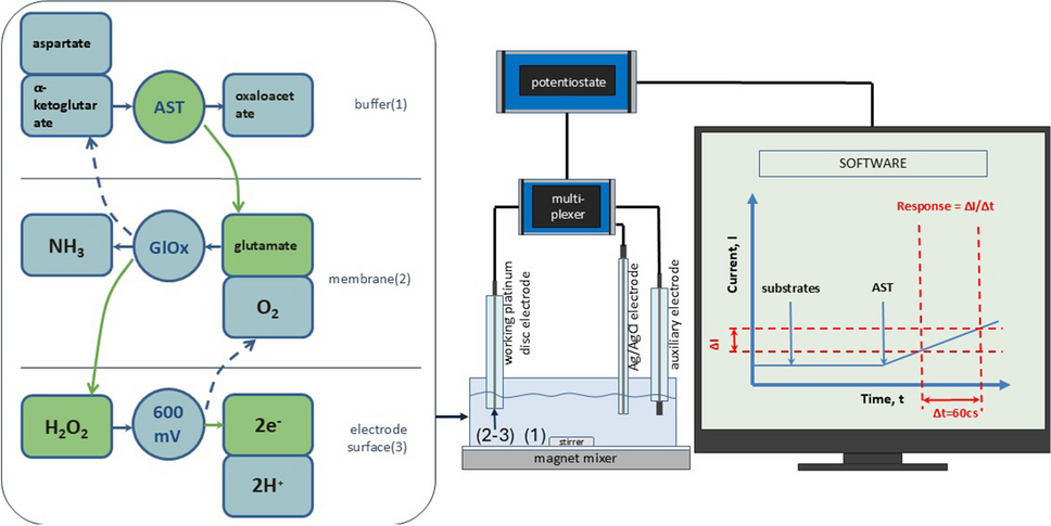 Development and optimisation of the biosensor for aspartate aminotransferase blood level determination