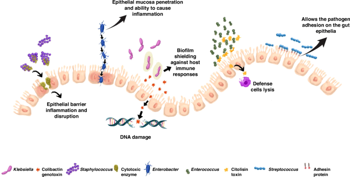 Role of maternal milk in providing a healthy intestinal microbiome for the preterm neonate