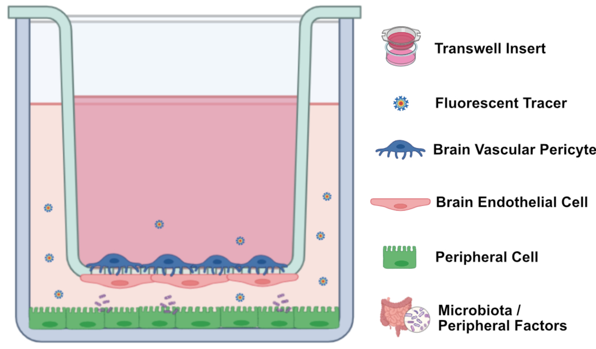 Regulation of the blood-brain barrier function by peripheral cues in health and disease