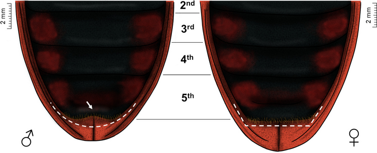 Sexual Dimorphism and Ultrastructure of Coraliomela brunnea (Thunberg, 1821) (Coleoptera: Chrysomelidae)