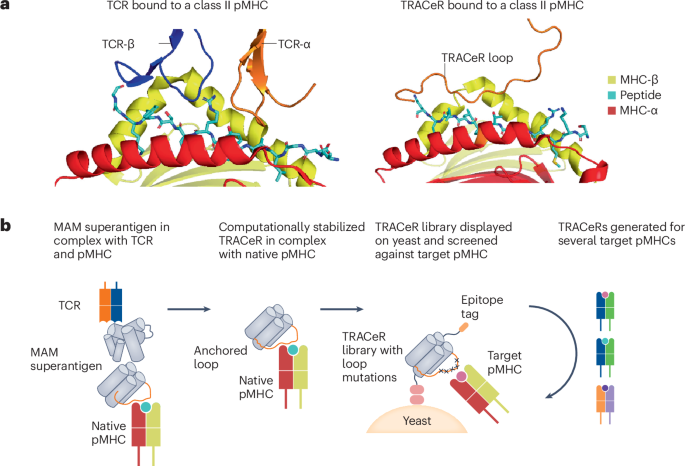 A synthetic scaffold to target peptide–MHC complexes