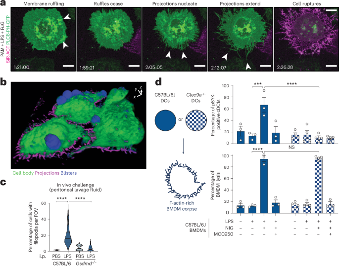 Pyroptotic corpses are flagged by filopodia to alert dendritic cells