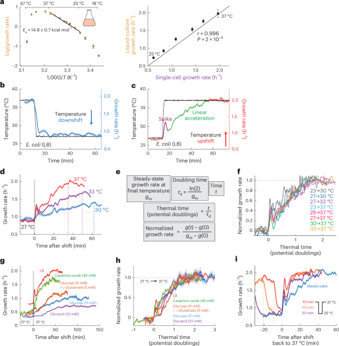 Metabolic rearrangement enables adaptation of microbial growth rate to temperature shifts