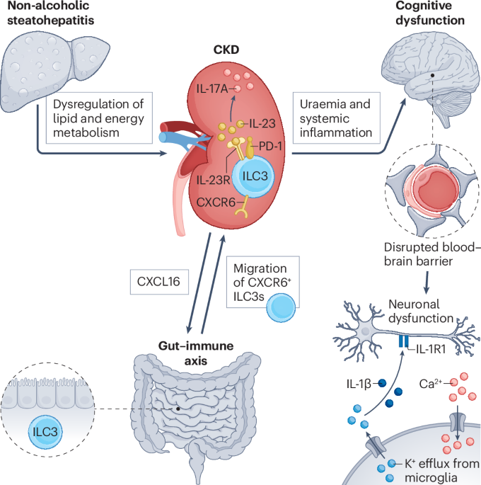 New insights into kidney crosstalk with distant organs