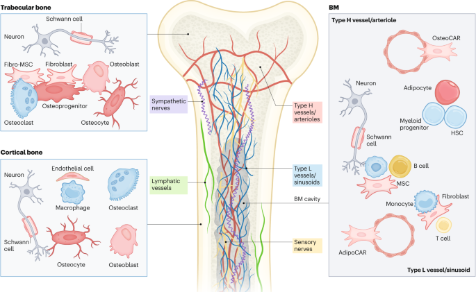 How the bone microenvironment shapes the pre-metastatic niche and metastasis