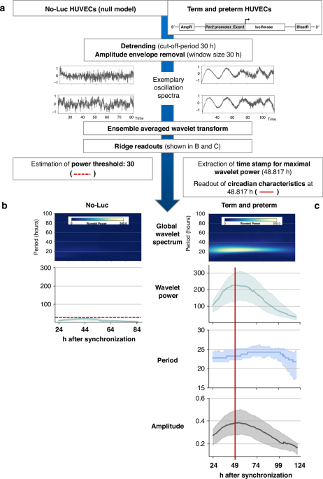 Circadian clock activity in human umbilical vein endothelial cells of preterm and term neonates