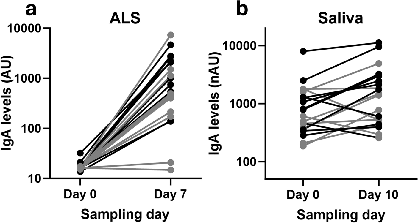 Proportions of IgA antibodies targeting glycosylated epitopes of secreted Escherichia coli mucinase YghJ in initial plasmablast response differ from salivary and intestinally secreted IgA