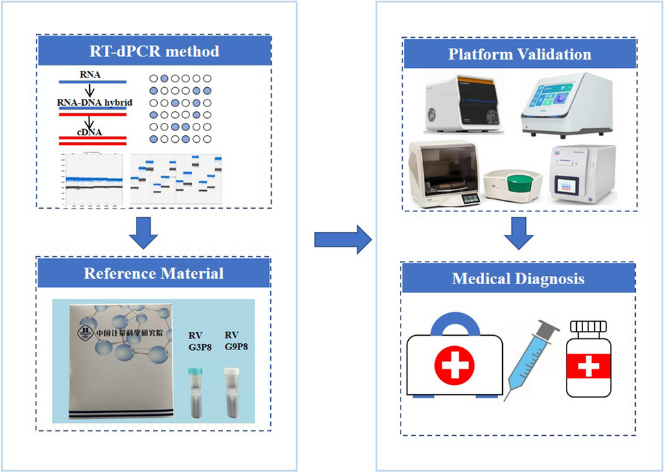 Development of RT-dPCR method and reference material for rotavirus G3P8 and G9P8