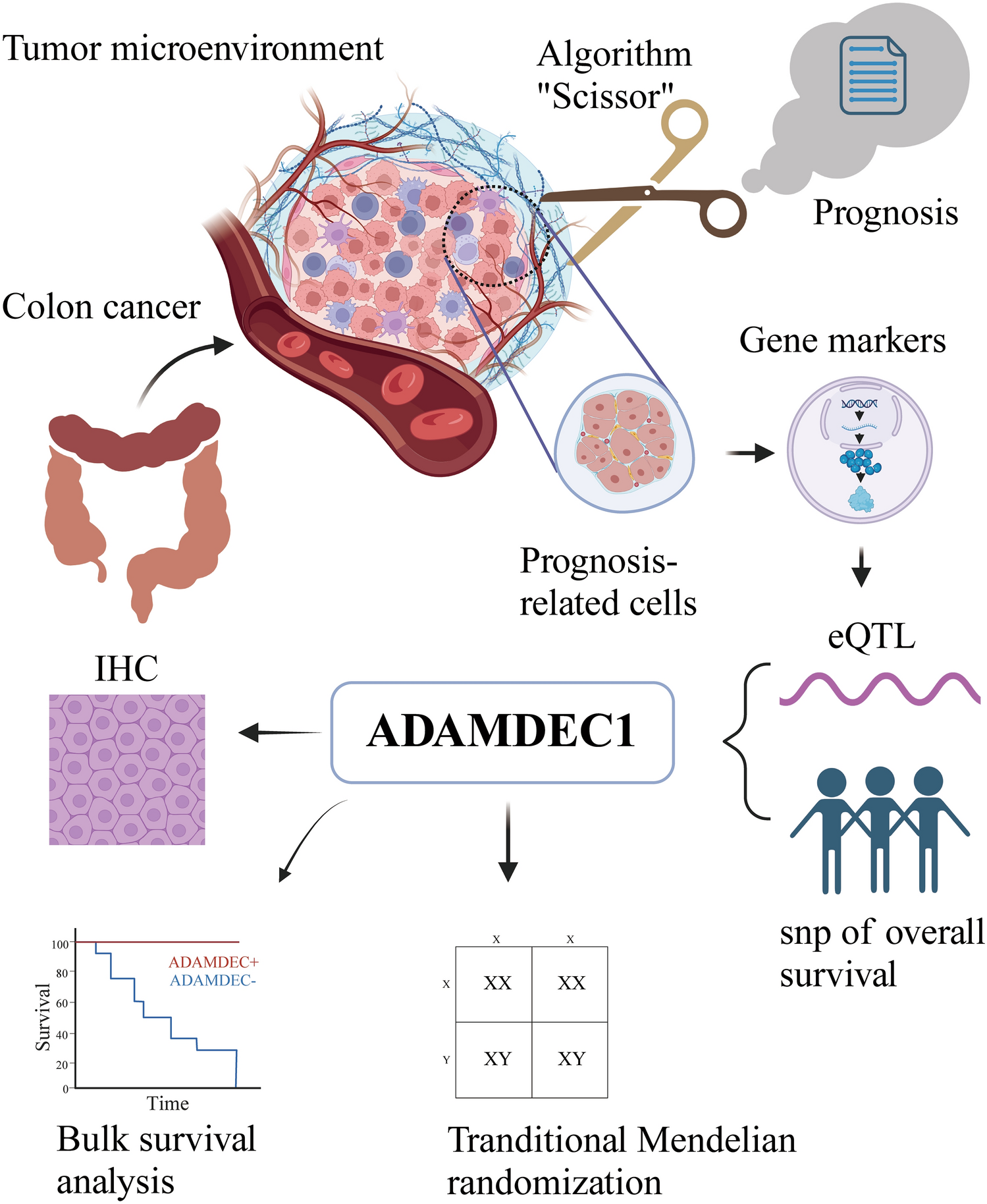 A transcriptome-wide association study integrating multi-omics bioinformatics and Mendelian randomization reveals the prognostic value of ADAMDEC1 in colon cancer