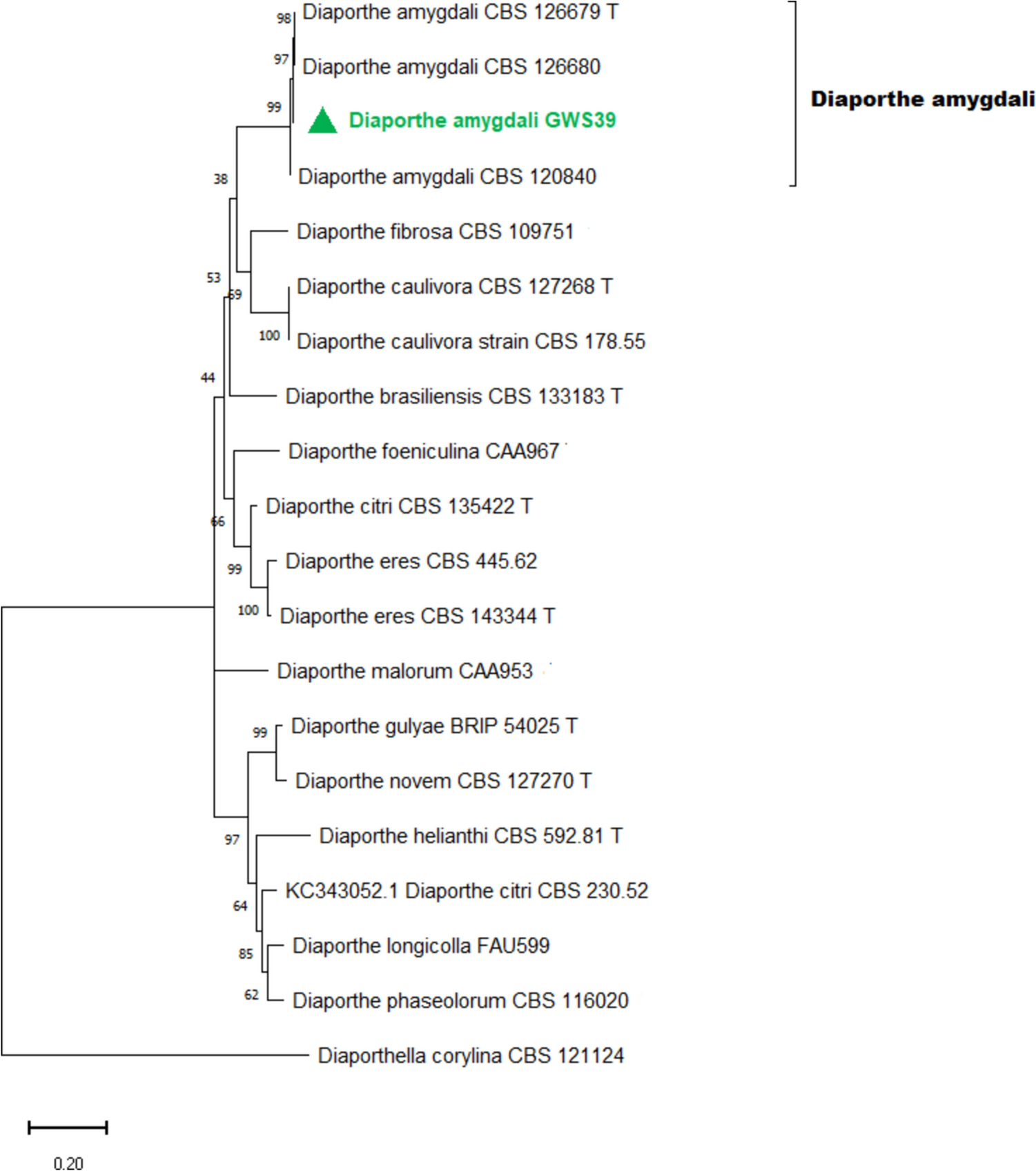 Antifungal, Antioxidant Activity, and GC–MS Profiling of Diaporthe amygdali GWS39: A First Report Endophyte from Geranium wallichianum