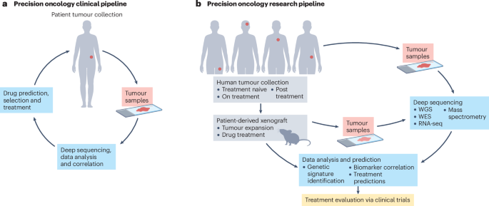 PDX models for functional precision oncology and discovery science