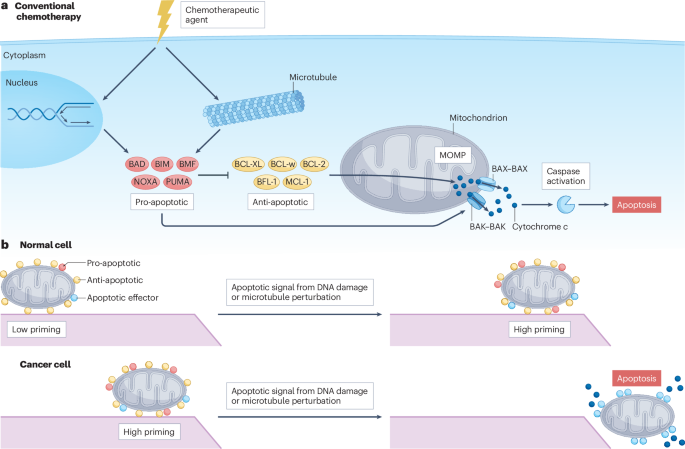 Conventional chemotherapy: millions of cures, unresolved therapeutic index