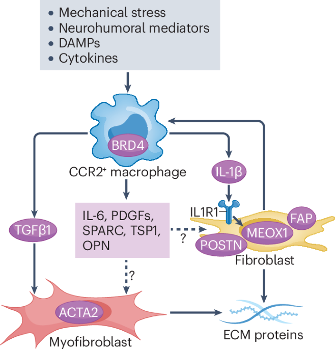 Targeting macrophage–fibroblast interactions in the failing heart