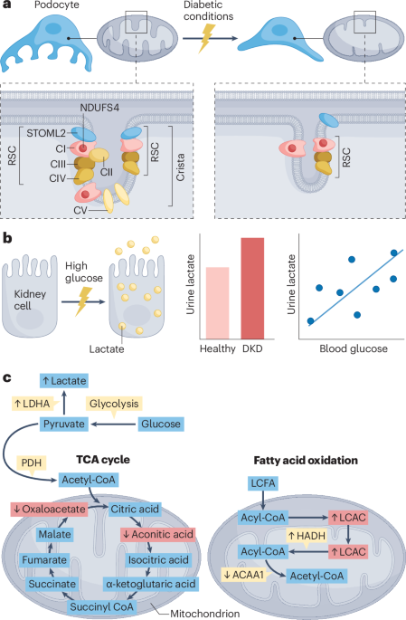 Mitochondrial dysfunction has a central role in diabetic kidney disease