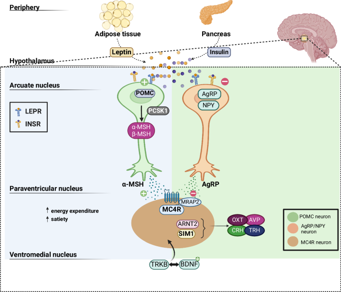 The expanding landscape of genetic causes of obesity