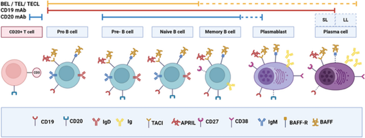 Sequelae of B-Cell Depleting Therapy: An Immunologist’s Perspective