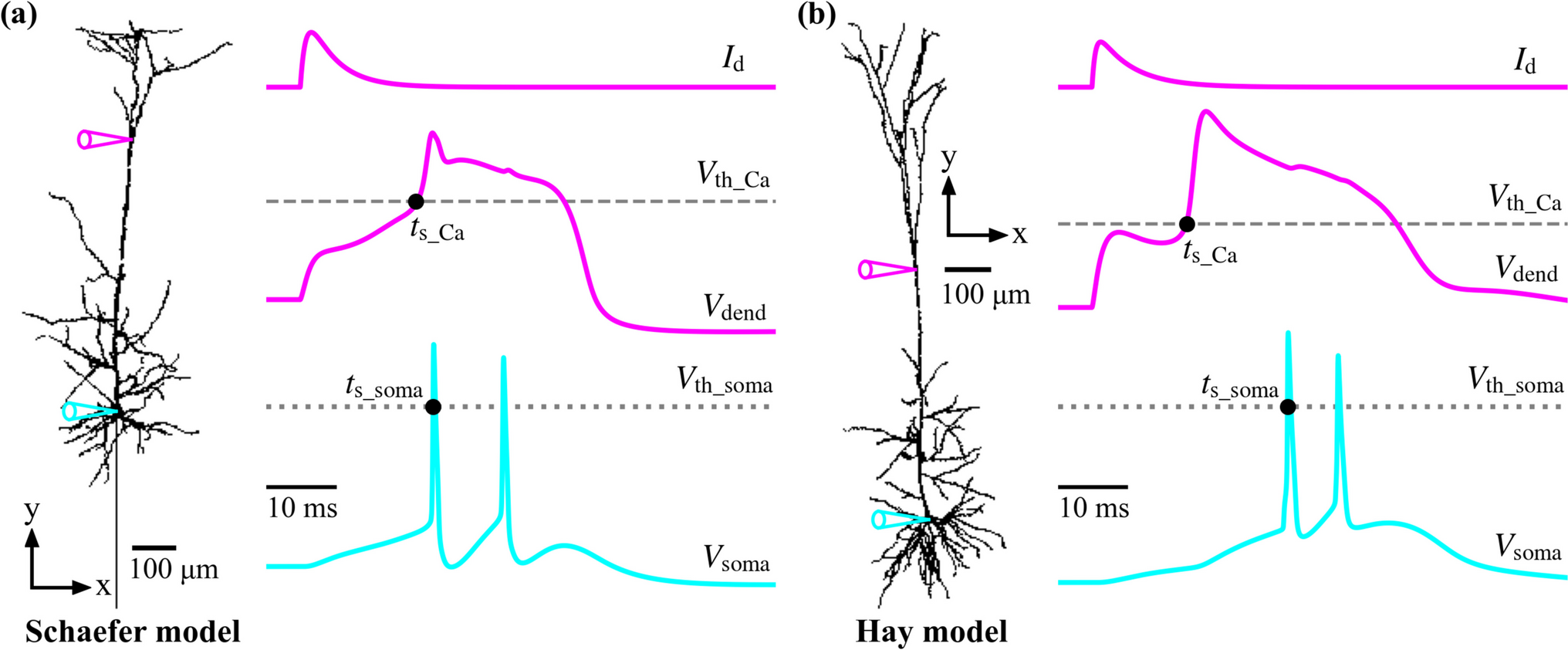 Effects of dendritic Ca2+ spike on the modulation of spike timing with transcranial direct current stimulation in cortical pyramidal neurons