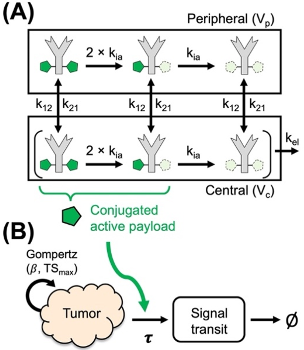 QSP modeling of a transiently inactivating antibody-drug conjugate highlights benefit of short antibody half life