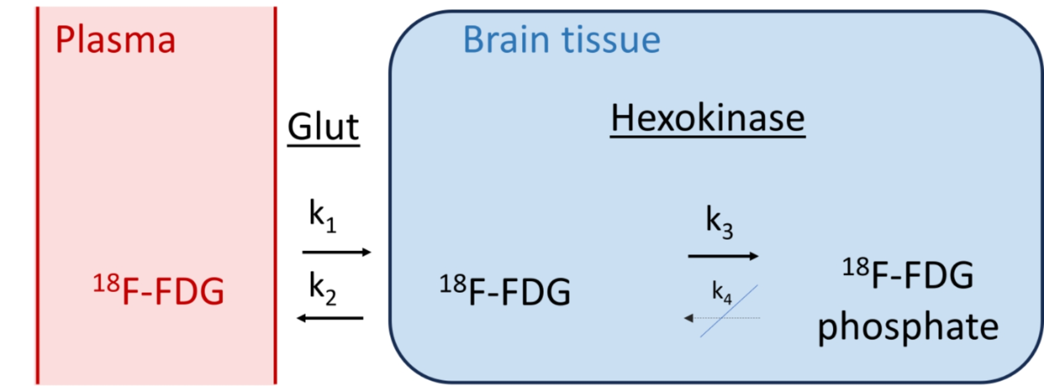 Dynamic 18 F-FDG PET to detect differences among patients with progressive and relapsing multiple sclerosis: a pilot study