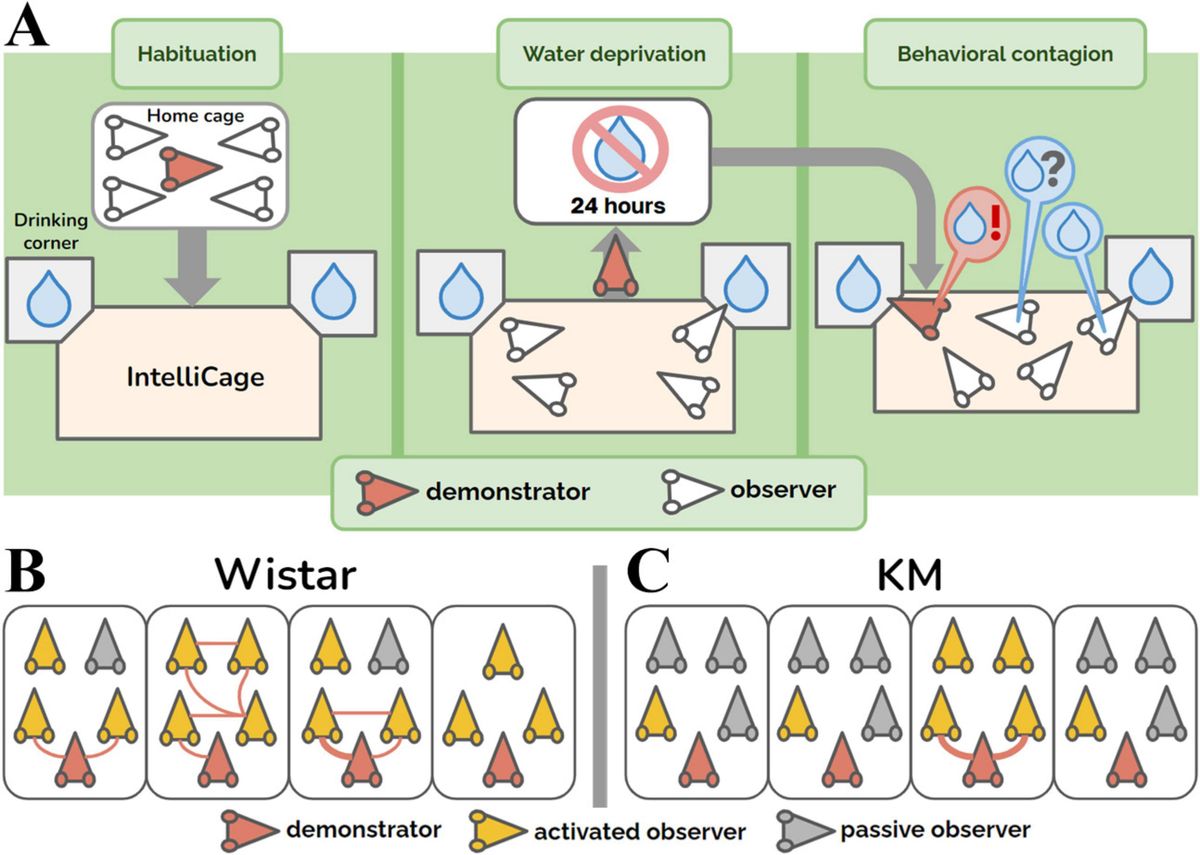 Novel automated method to assess group dynamics reveals deficits in behavioral contagion in rats with social deficits