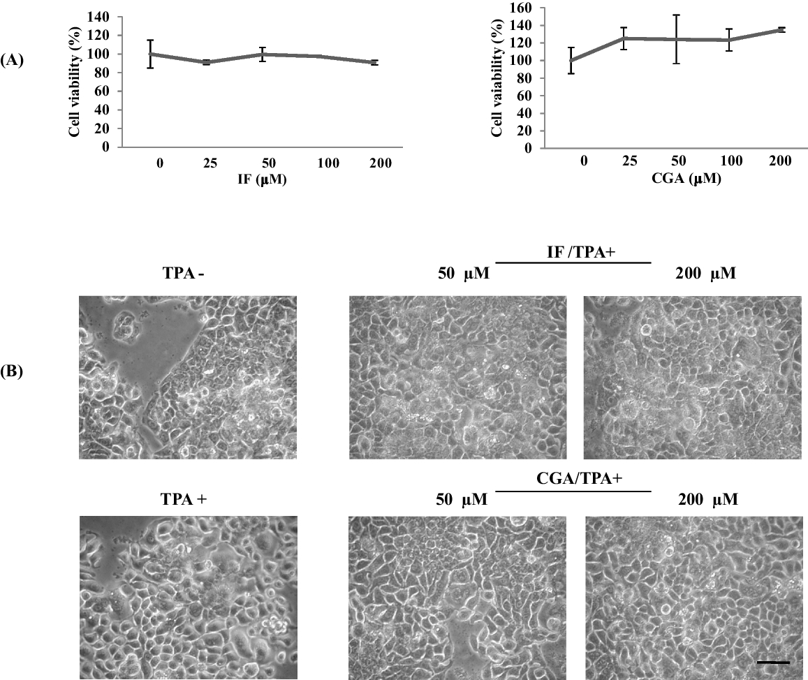 Chlorogenic acid suppresses the expression of matrix metalloproteinase-7 and cell invasiveness to almost the same extent as isofraxidin in human colorectal cancer cells