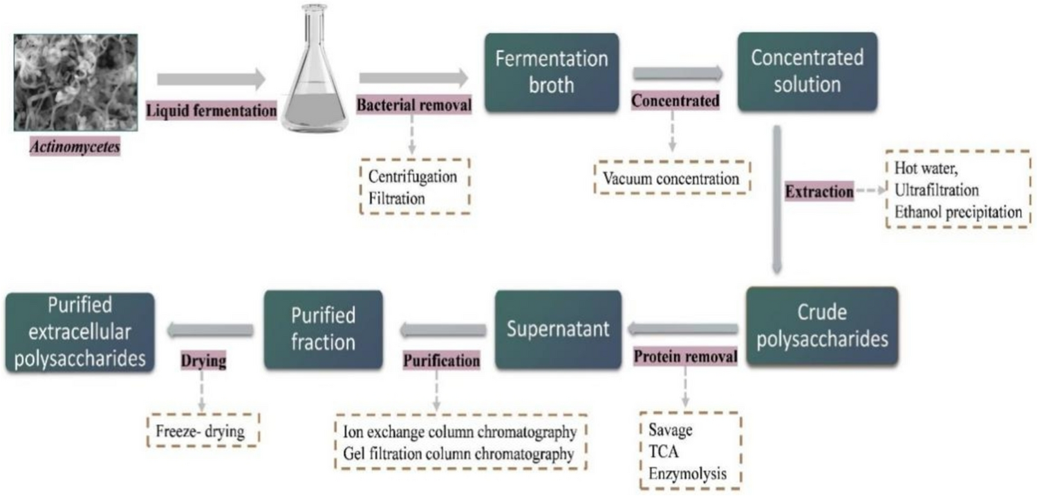 Isolation, Structure, and Biological Activities of Exopolysaccharides from Actinomycetes: A Review