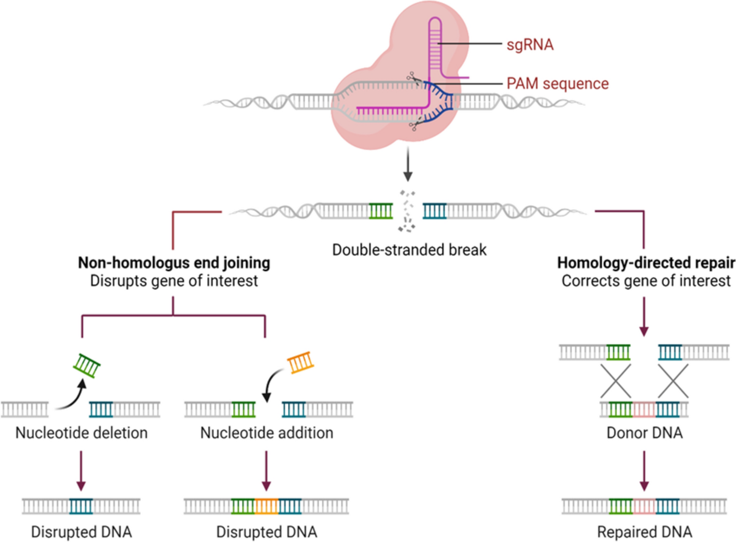 CRISPR/Cas9-Engineering for Increased Amylolytic Potential of Microbes for Sustainable Wastewater Treatment: A Review