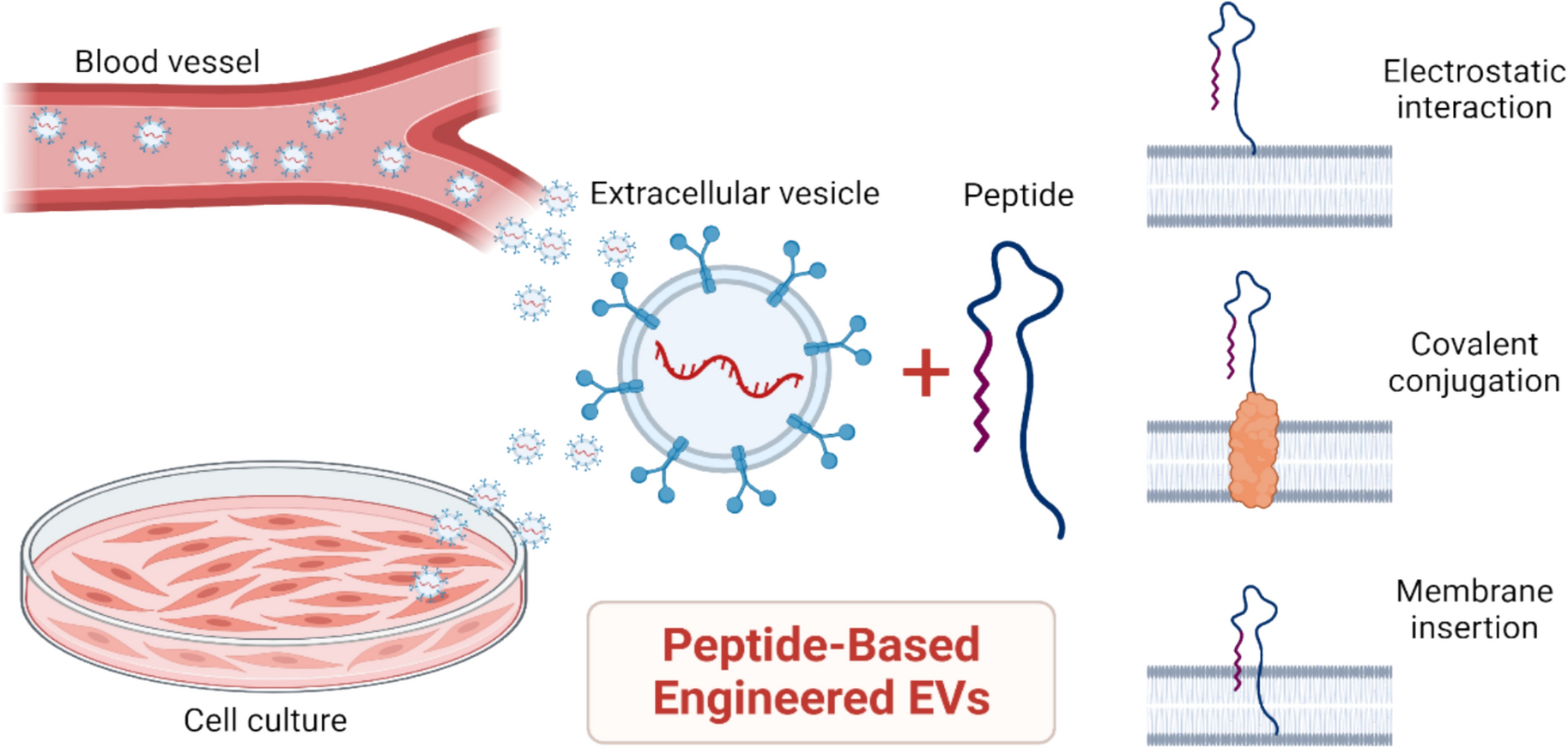 Peptide Based Engineering of Extracellular Vesicles for Cancer Theranostics and Vaccine