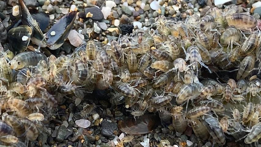 Blinded by the light: the effects of urban lighting on beach bugs