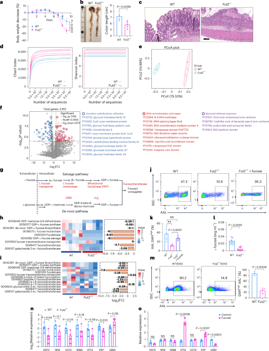 Bacterial and host fucosylation maintain IgA homeostasis to limit intestinal inflammation in mice