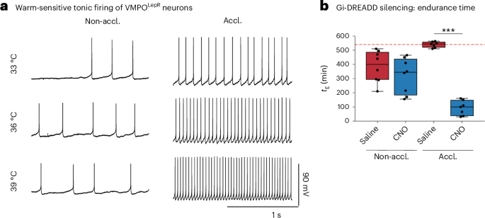 Heat acclimation induces hypothalamic temperature sensitivity that promotes heat tolerance