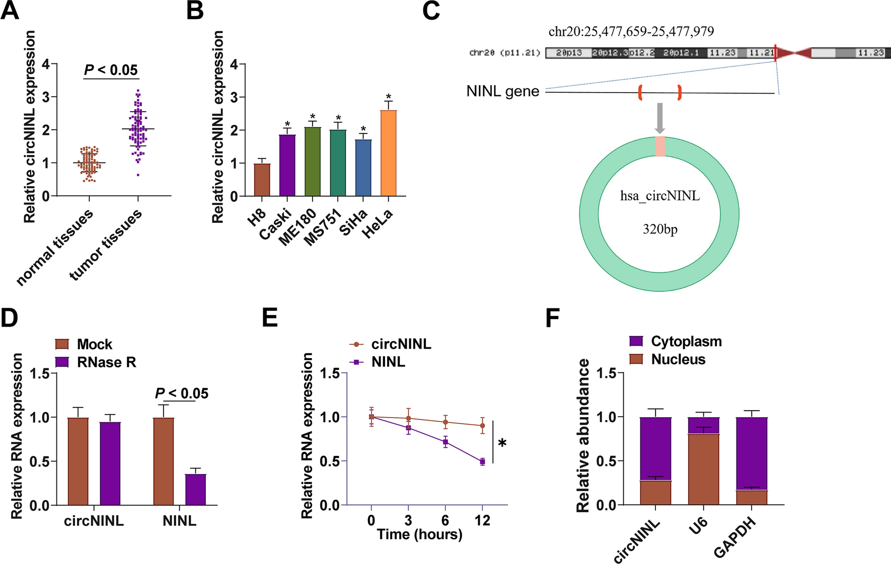 Circular RNA NINL accelerates the malignant progression of cervical cancer