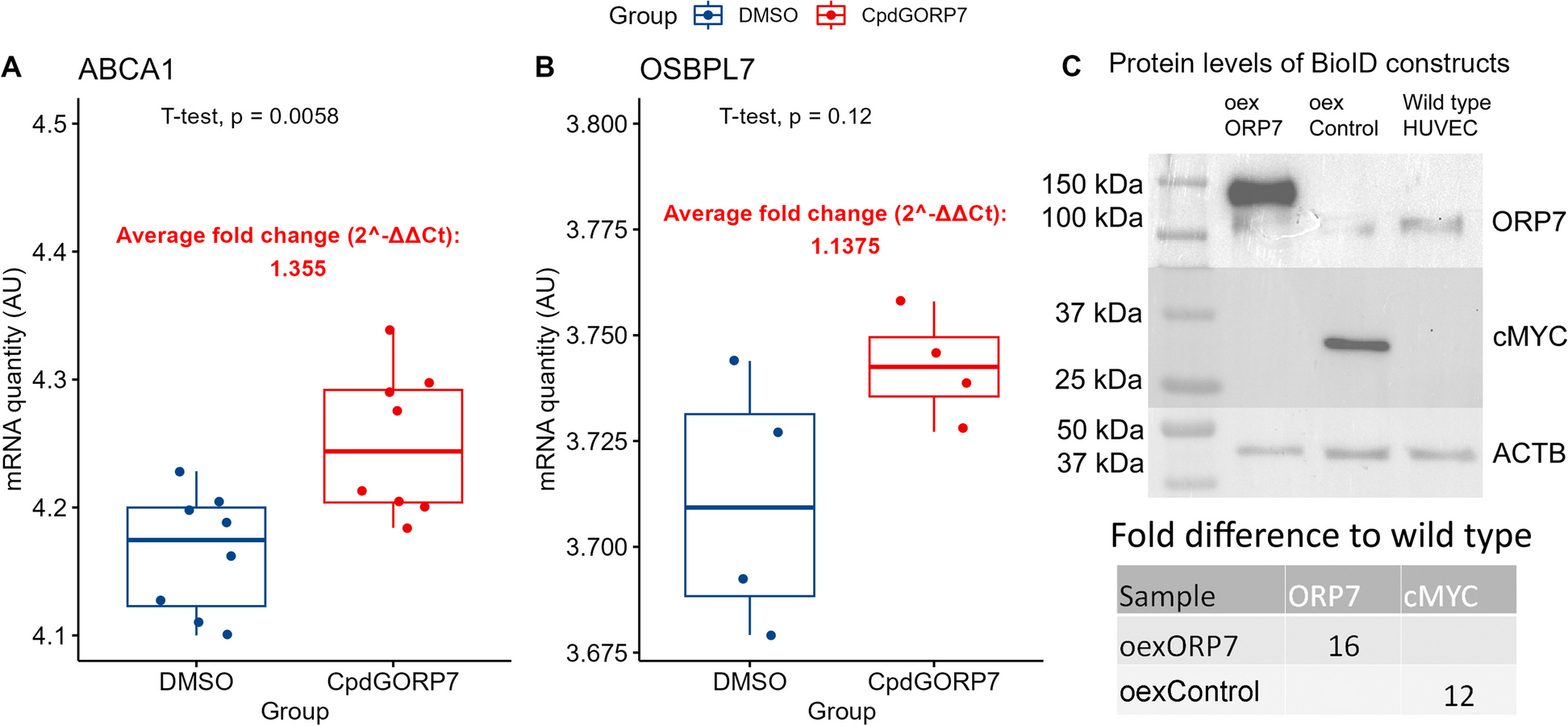 Functional omics of ORP7 in primary endothelial cells