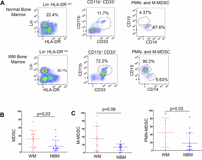 Expanded tumor-associated polymorphonuclear myeloid-derived suppressor cells in Waldenstrom macroglobulinemia display immune suppressive activity