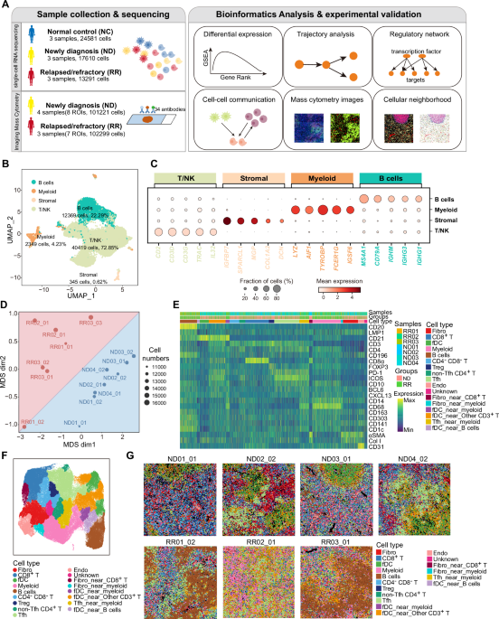 Single-cell transcriptomic and spatial analysis reveal the immunosuppressive microenvironment in relapsed/refractory angioimmunoblastic T-cell lymphoma