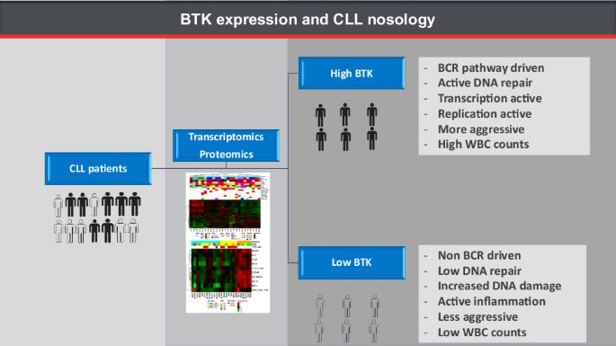 Transcriptomic clustering of chronic lymphocytic leukemia: molecular subtypes based on Bruton’s tyrosine kinase expression levels