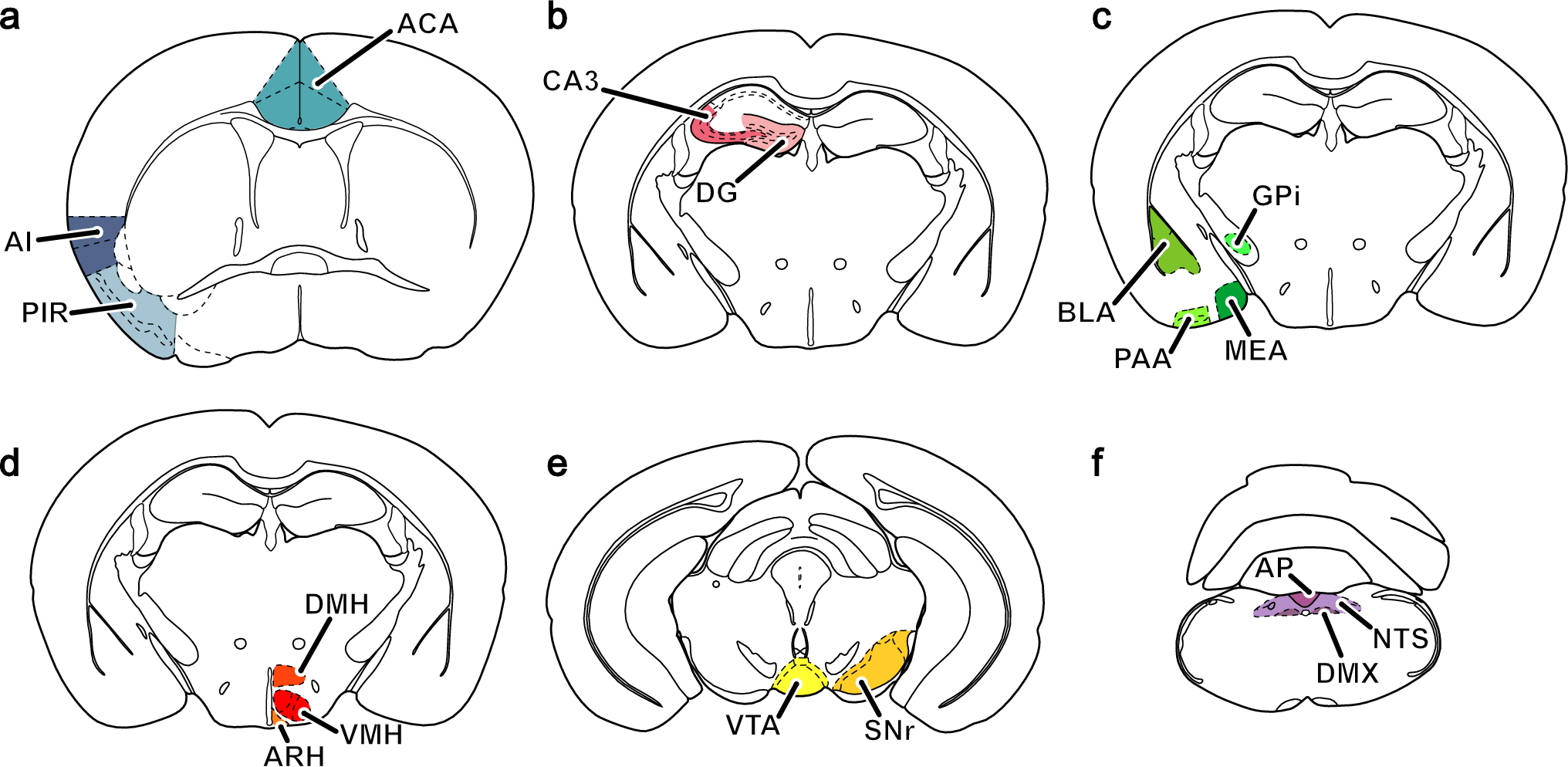 Growth hormone secretagogue receptor and cannabinoid receptor type 1 intersection in the mouse brain