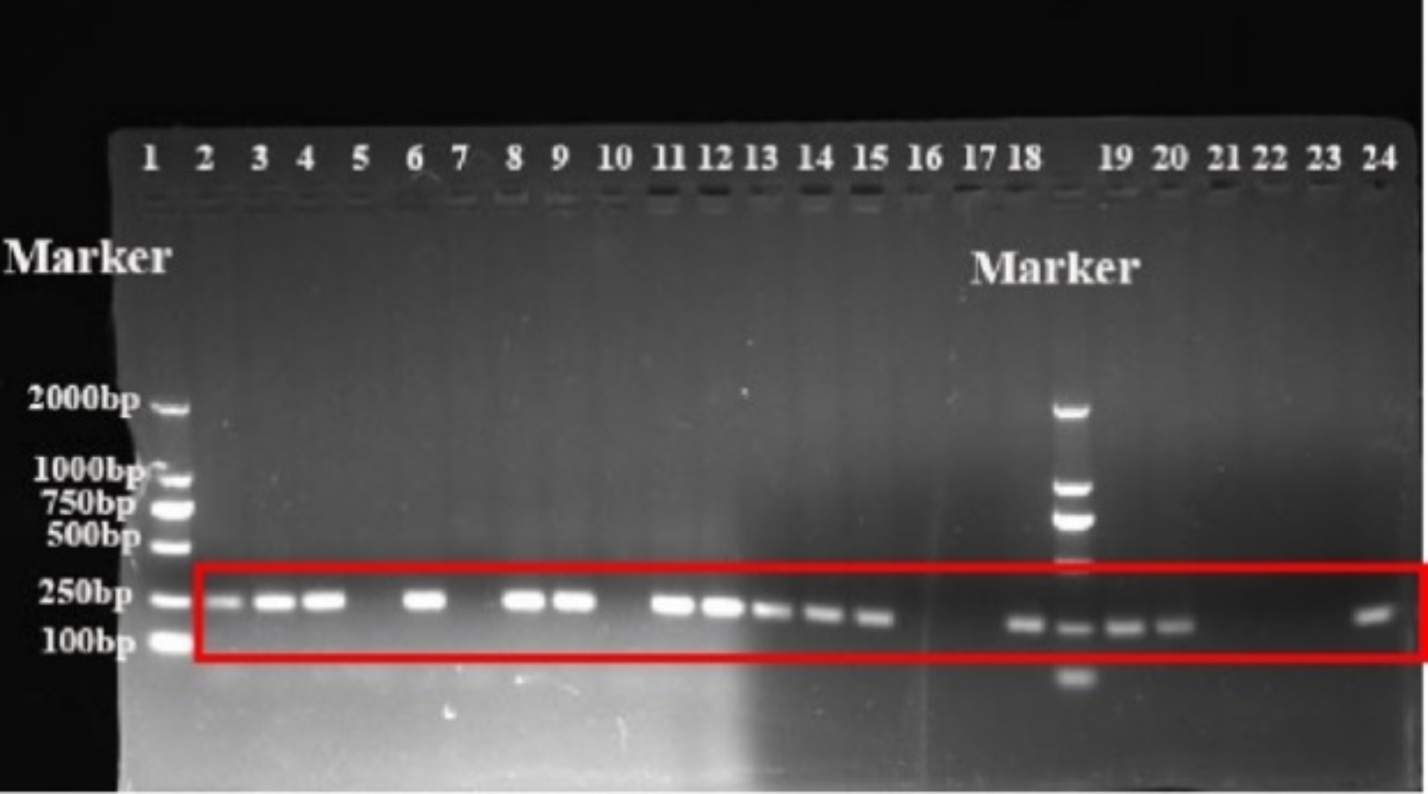 Pyridoxine supplementation before puberty ameliorates MAM-induced cognitive and sensorimotor gating impairments