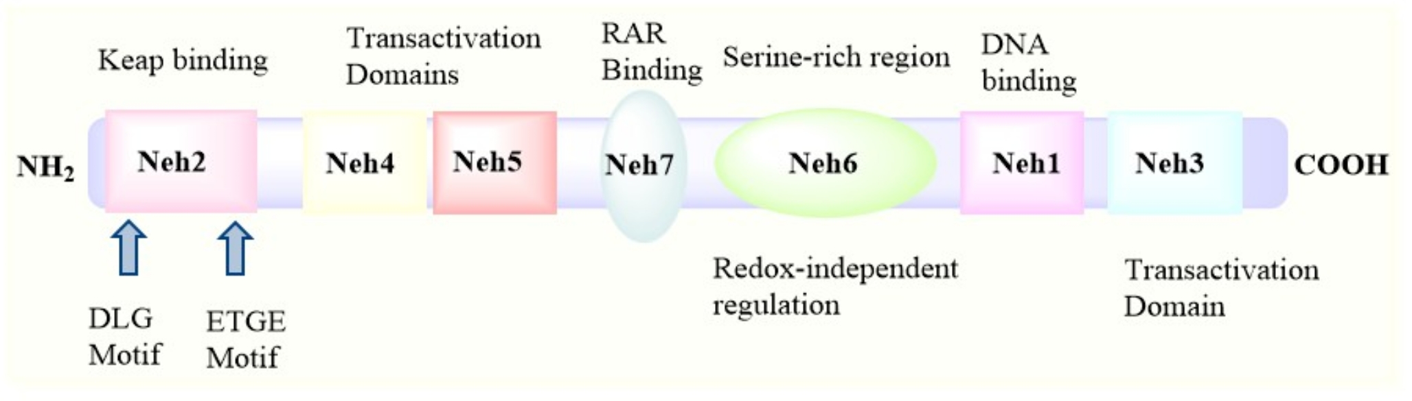 Emerging role of Nrf2 in Parkinson’s disease therapy: a critical reassessment