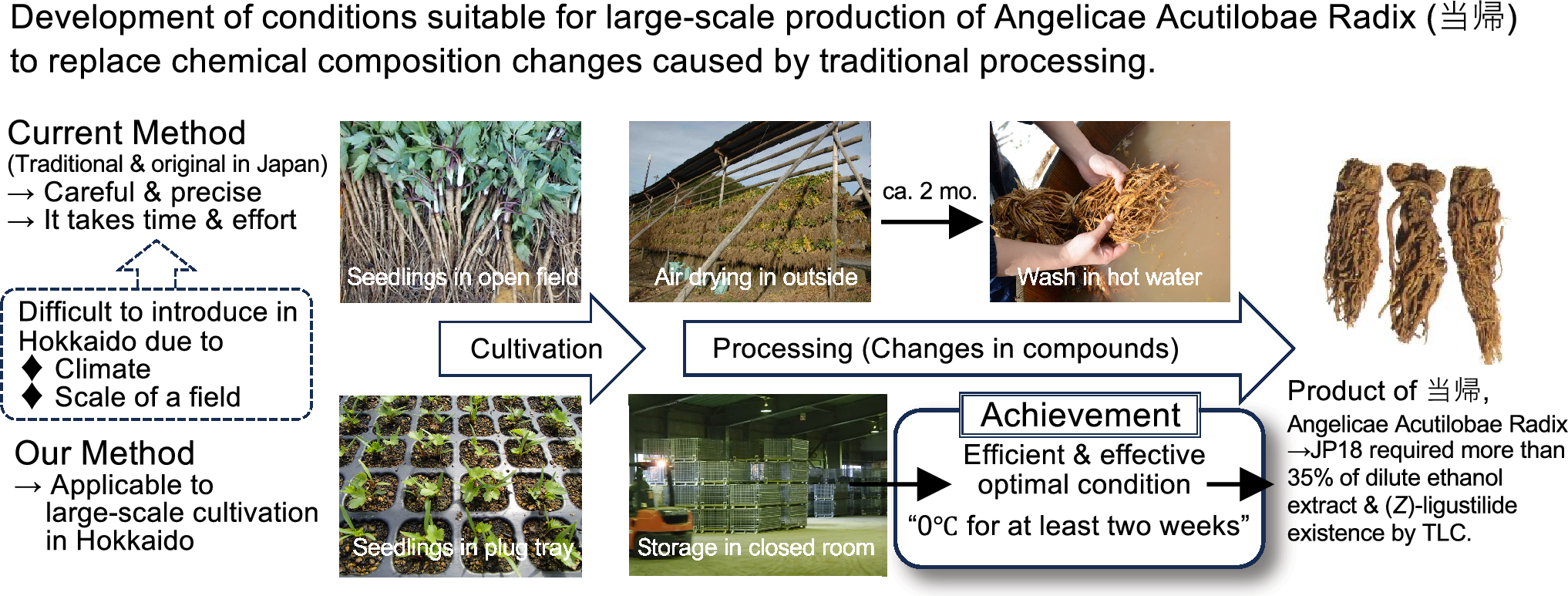 Optimizing post-harvest processing conditions for Angelica acutiloba roots in Hokkaido: storage temperature and duration