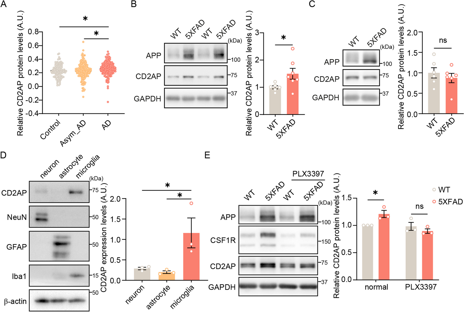 Microglial CD2AP deficiency exerts protection in an Alzheimer’s disease model of amyloidosis