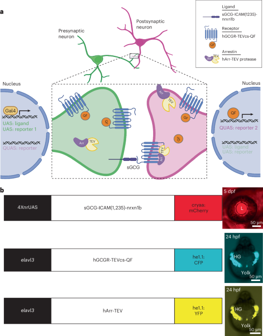 Transsynaptic labeling and transcriptional control of zebrafish neural circuits