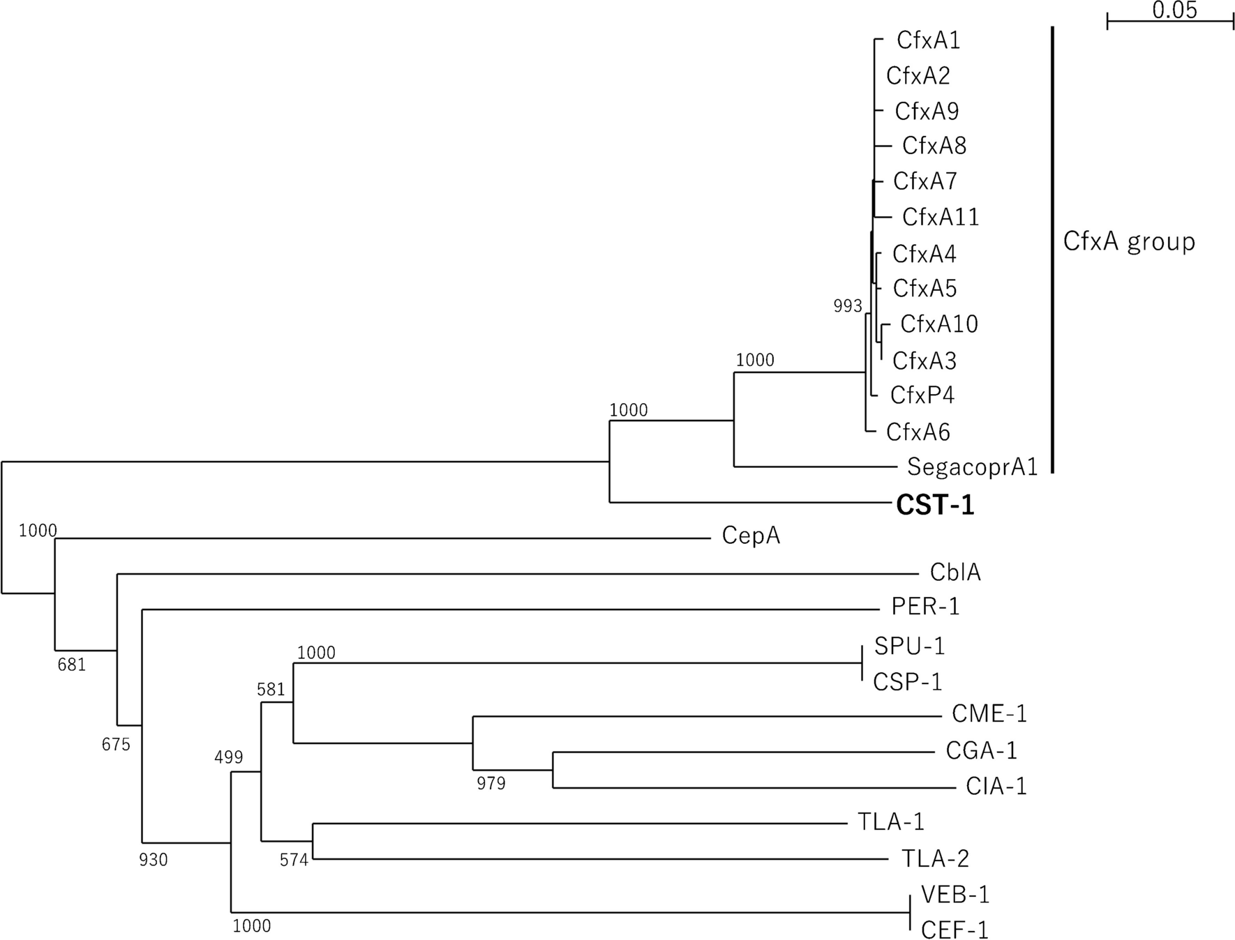 Investigation of antimicrobial susceptibility and resistance gene prevalence in Capnocytophaga spp. isolated from dogs and cats and characterization of novel class A β-lactamase CST-1