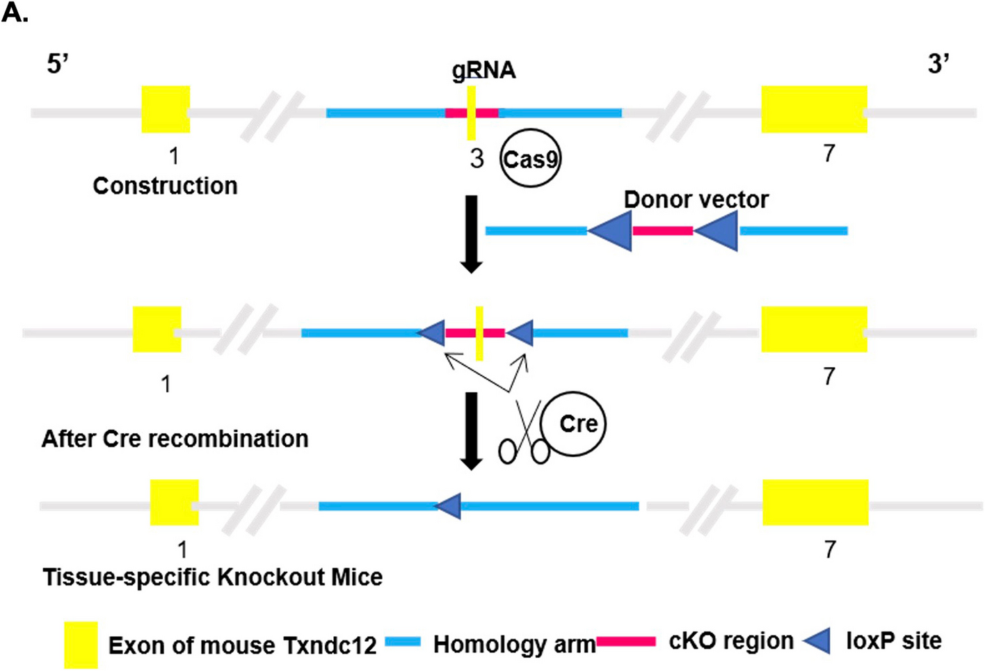 A novel role for protein disulfide isomerase ERp18 in venous thrombosis