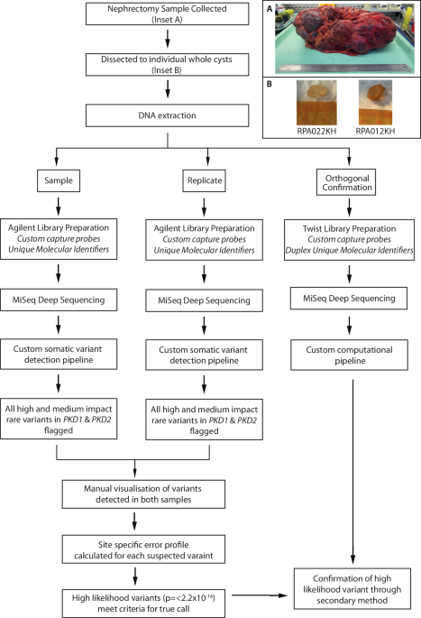 Somatic mutation in autosomal dominant polycystic kidney disease revealed by deep sequencing human kidney cysts