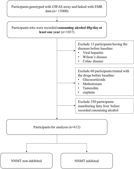 Genetic inhibition of nicotinamide N-methyltransferase and prevention of alcohol-associated fatty liver in humans