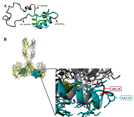 A rare homozygous INS variant causes adult-onset diabetes