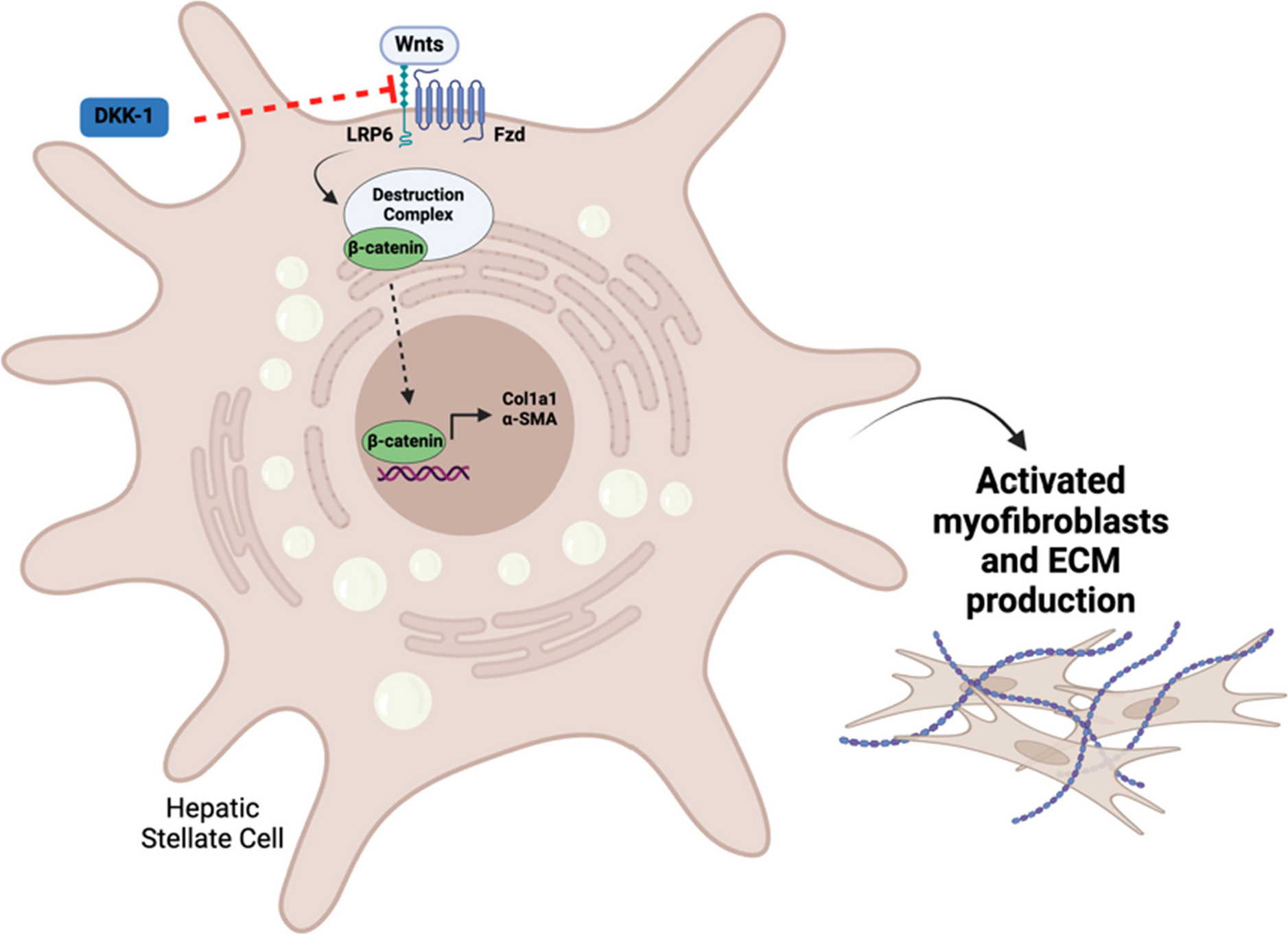 Investigating the role of Wnt3a and Wnt5a as critical factors of hepatic stellate cell activation in acute toxicant-induced liver injury